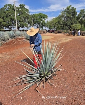 Tequila farmer